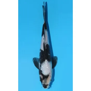 Krmivo pro rybičky HQ Gin Rin Shiro Utsuri JK 20150422