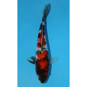 Krmivo pro rybičky HQ Showa Sanshoku JK 20150036