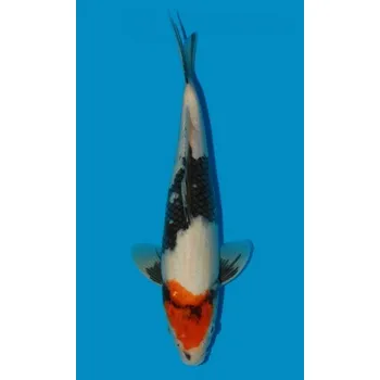 Krmivo pro rybičky HQ Tategoi Tancho Showa Sanshoku JK 20150431