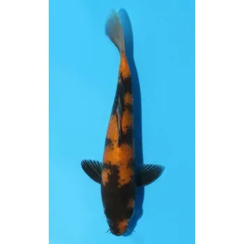 Krmivo pro rybičky HQ Ki Utsuri JK 20150469