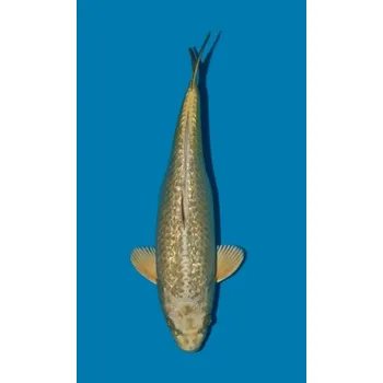 Krmivo pro rybičky Gin Rin Kin Kabuto JK 20190246