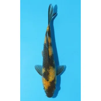 Krmivo pro rybičky HQ Ki Utsuri JK 20150459