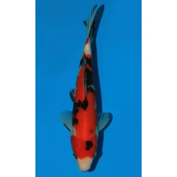 Krmivo pro rybičky HQ Showa Sanshoku JK 20160122