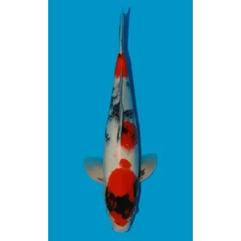 Krmivo pro rybičky HQ Showa Sanshoku JK 20150256