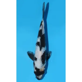 Krmivo pro rybičky HQ Shiro Utsuri JK 20150416