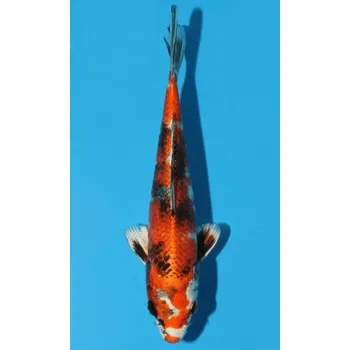 Krmivo pro rybičky HQ Kin Showa Sanshoku JK 20150394