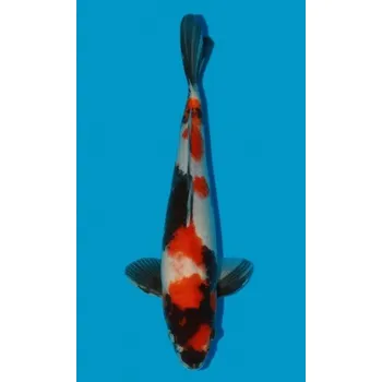 Krmivo pro rybičky HQ Showa Sanshoku JK 20150276