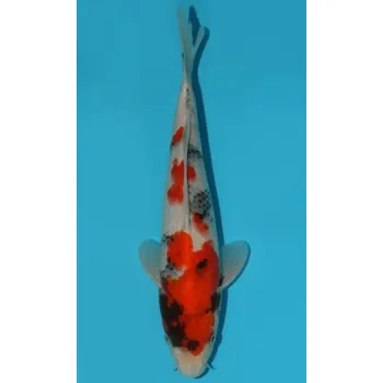 Krmivo pro rybičky VHQ Showa Sanshoku JK 20150091