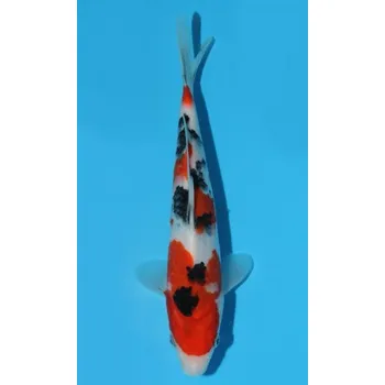 Krmivo pro rybičky HQ Taisho Sanshoku JK 20150372