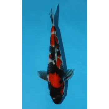 Krmivo pro rybičky HQ Showa Sanshoku JK 20150039