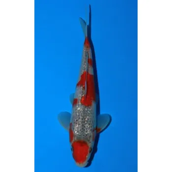 Krmivo pro rybičky VHQ Gin Rin Goshiki JK 20150322