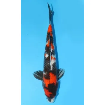 Krmivo pro rybičky VHQ Showa Sanshoku JK 20120089