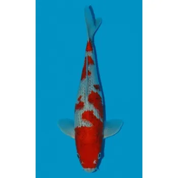 Krmivo pro rybičky VHQ Goshiki JK 20150312