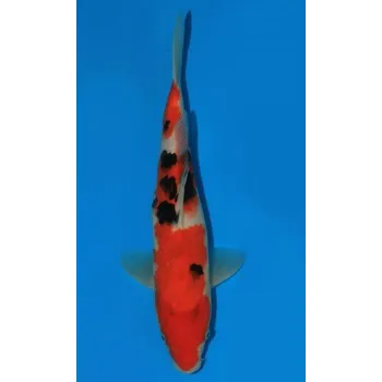 Krmivo pro rybičky HQ Taisho Sanshoku JK 20160076