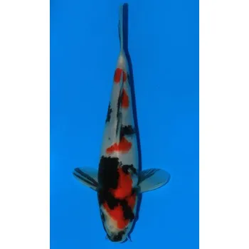 Krmivo pro rybičky VHQ Showa Sanshoku JK 20150528