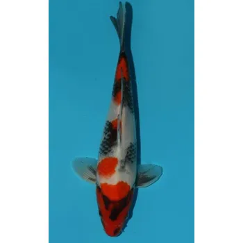 Krmivo pro rybičky HQ Showa Sanshoku JK 20150260