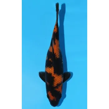 Krmivo pro rybičky HQ Hi Utsuri JK 20150413