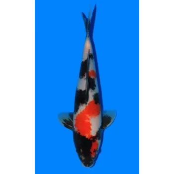 Krmivo pro rybičky HQ Showa Sanshoku JK 20160119