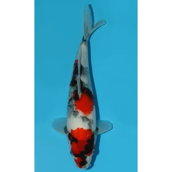 Krmivo pro rybičky SHQ Showa Sanshoku JK 20150530