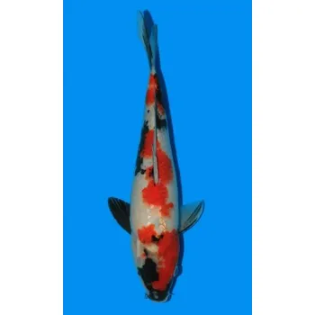 Krmivo pro rybičky Showa JK 20130188