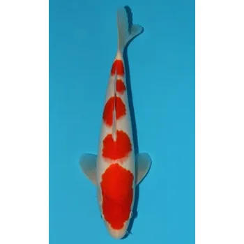 Krmivo pro rybičky SHQ Jumbo Kohaku JK 20150067