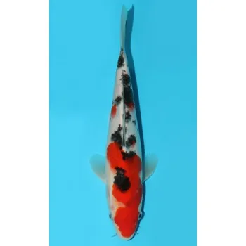 Krmivo pro rybičky VHQ Tategoi Taisho Sanshoku JK 20150173