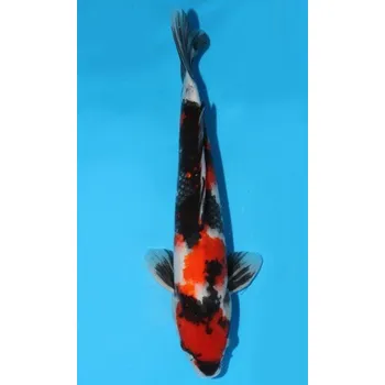 Krmivo pro rybičky HQ Showa Sanshoku JK 20120090