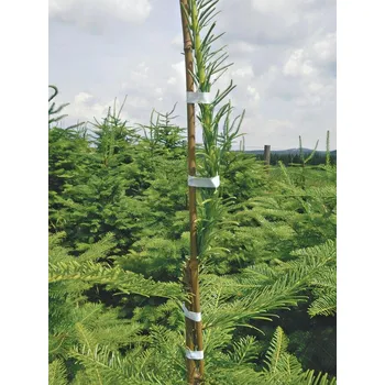 Floristický drát Tyčky bambus 75 cm (6-8 mm) - bal. 500 ks