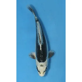 Krmivo pro rybičky SHQ Kikokuryu JK 20140038