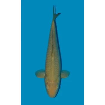 Krmivo pro rybičky Chagoi JK 20200005