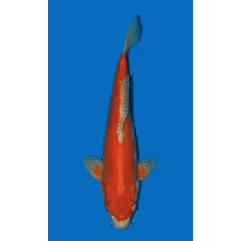 Krmivo pro rybičky Kikusui JK 20180425