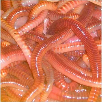 Návnadová surovina Žížaly dendrobeny