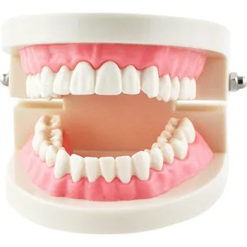 anatomický model Model lidského chrupu - 28 zubů