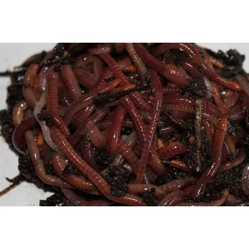 Návnadová surovina Hnojáci 20-25ks