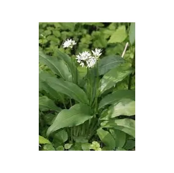 Speciální výživa Sedmikráska bylinný extrakt Česnek medvědí 250 ml detoxikace kardiovaskulární systém trávení doplněk stravy