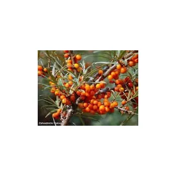 Speciální výživa Sedmikráska ovocný sirup Rakytník 500 ml -* Imunita*únava a vyčerpání* trávení* srdce a cévy*, doplněk stravy