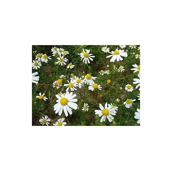 Speciální výživa Sedmikráska bylinný sirup Heřmánek 500 ml *Imunita*trávení*dýchací soustava*, doplněk stravy