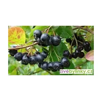 Speciální výživa Sedmikráska ovocný sirup Imunita 500 ml *Obranyschopnost*zdravé dýchání*antioxidant*, doplněk stravy