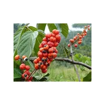 Speciální výživa Sedmikráska bylinný extrakt Guarana 250 ml imunitní systém kontrola tělesné hmotnosti a metabolismus tuků únava a vitalita doplněk stravy