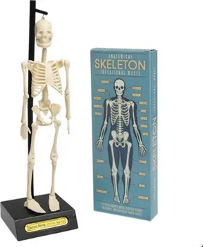 Rinter 24787 anatomický model lidské kostry