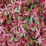 TENAX Divy 3D X-Tens javor červený 1 x…