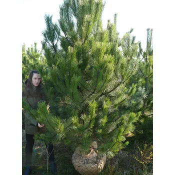 Sazenice Pinus nigra, Borovice černá 3m