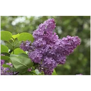 Vonný olej Esenciální vonný olej Šeřík aroma TrigonMedia 10 ml