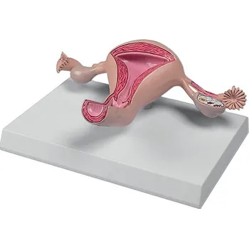 Erler-Zimmer Model dělohy