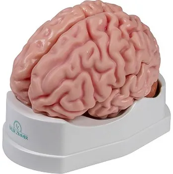 Erler-Zimmer Anatomický model mozku
