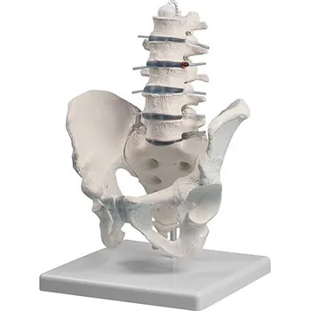 Erler-Zimmer Bederní páteř s pánví na podstavci