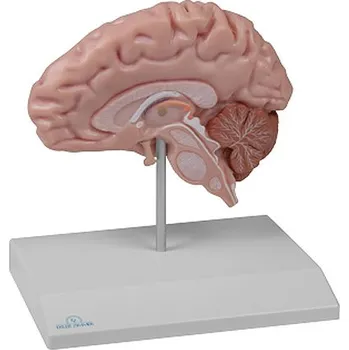 Erler-Zimmer Anatomický model poloviny mozku