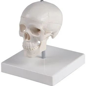 Erler-Zimmer Miniaturní lebka na podstavci