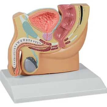 Erler-Zimmer Trávicí systém člověka