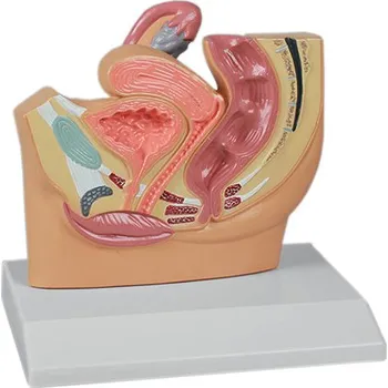 Erler-Zimmer Řez ženskou pánví, zmenšený